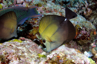 Zebrasoma scopas adulte racle les algues sur les roches du recif © Frédéric Fasquel