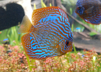 Discus