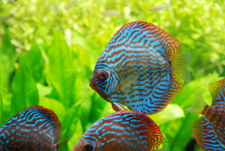 Discus