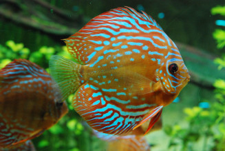 Discus