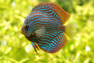 Discus