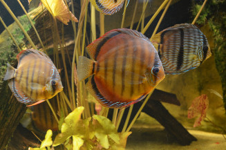 Discus