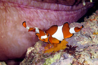 Amphiprion ocellaris : Couple en train de pondre au pied de l'anémone : les oeufs sont jaune orange la première journee © Fréderic Fasquel