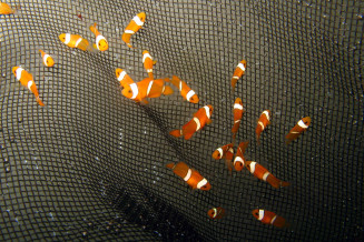 Amphiprion ocellaris agés de 3 semaines © Frédéric Fasquel