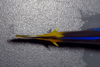 Paracanthus hepatus avec les 2 scalpels deployes © Frédéric Fasquel