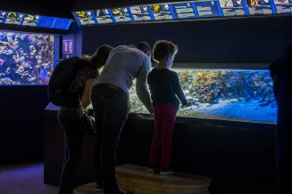 Public à l'aquarium