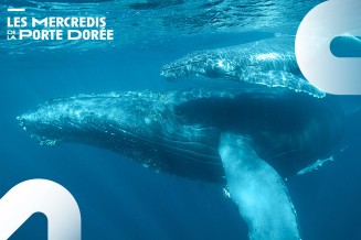 Baleines