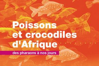 affiche_poissons_crocodiles.jpg