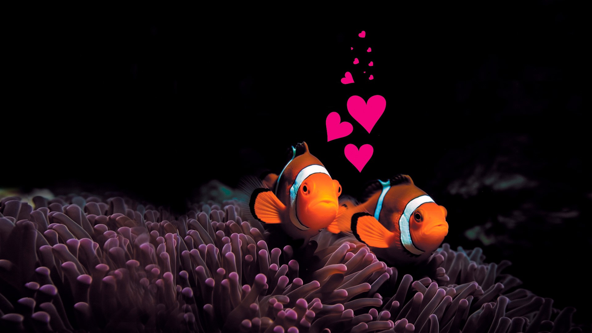 La St Valentin à l'Aquarium