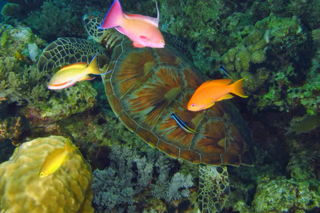 Aquarium