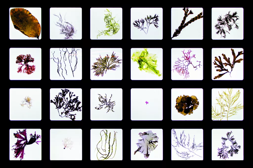 expoalgues_013.jpg
