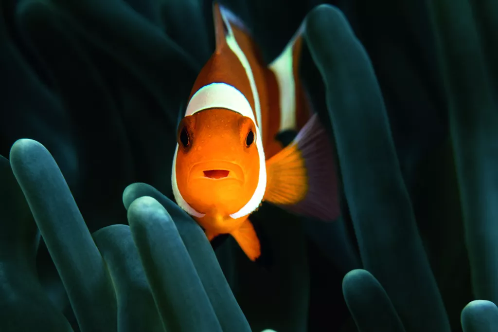 nemo.jpg