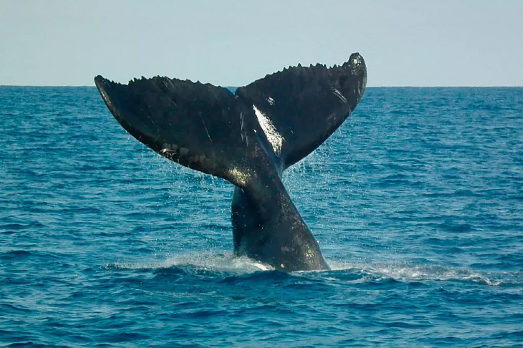 queue-de-baleine