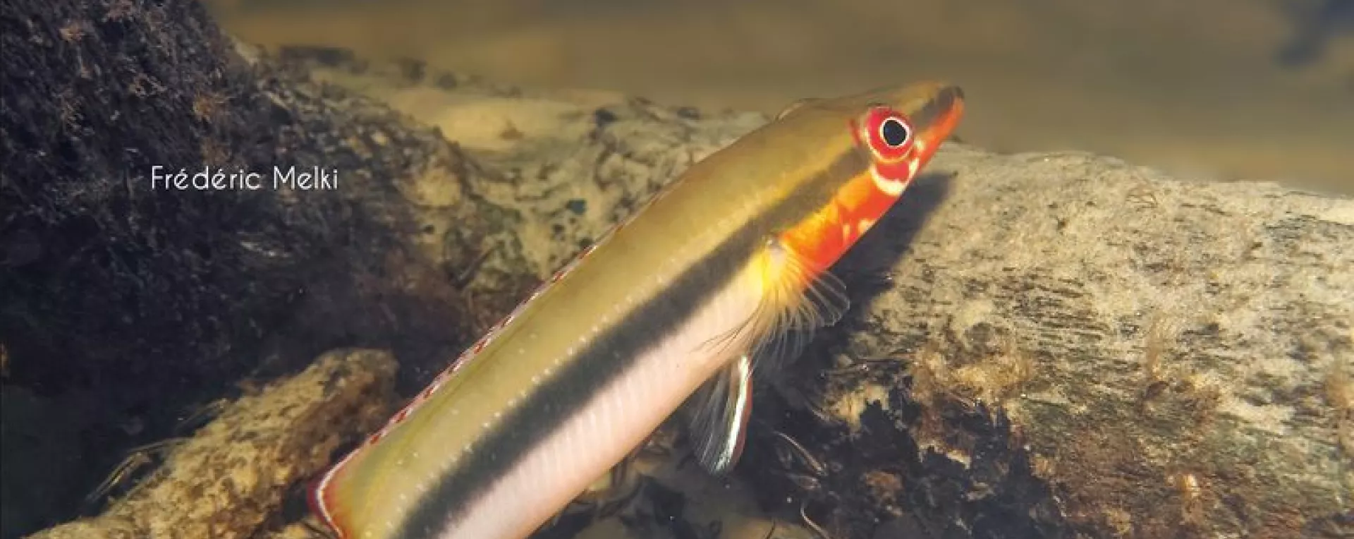 Poissons d'eau douce de Guyane