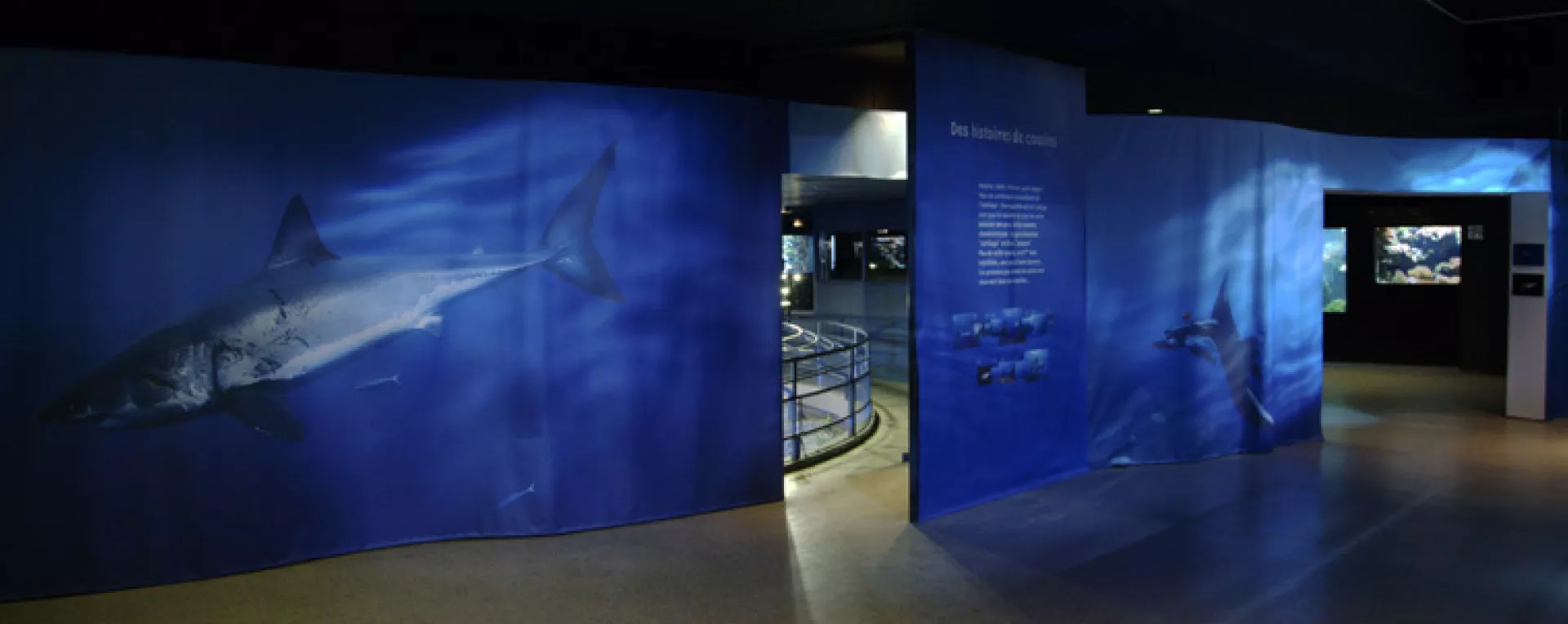 sillage_requins-1.jpg