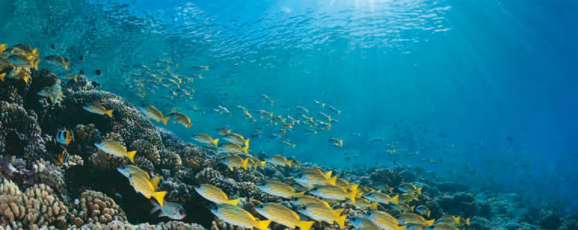 L'océan, réservoir de chaleur