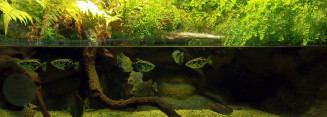 Mangrove tank at the Tropical Aquarium