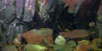The Malawi tank at the Tropical Aquarium