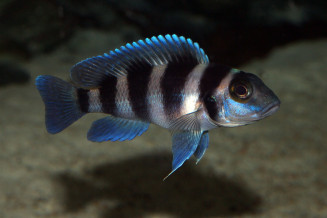 Neolamprologus tretocephalus from Lake Tanganyika