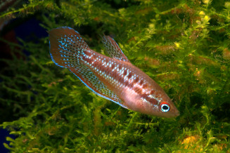 Trichopsis pumila male from Thailand 