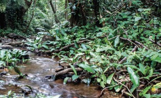 Rivière des Ghâts occidentaux d'Inde