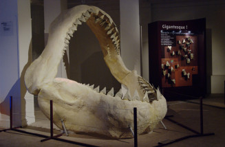 Reconstitution d'un mâchoire de Megalodon