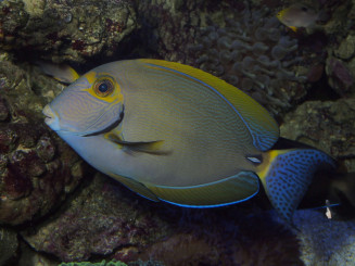 Acanthurus bariene sub adulte © Fréderic Fasquel