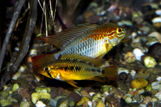 Apistogramma macmasteri femelle adulte devant un male dominant © Frédéric Fasquel