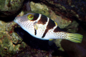 Canthigaster valentini adulte © Fréderic Fasquel