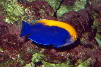 centropyge aurantonotus