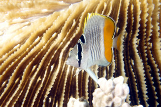 Chaetodon xanthurus juvenile de 3 cm © Frédéric Fasquel.jpg