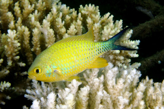 Chromis viridis mâle adulte reproducteur en couleur de reproduction © Fréderic Fasquel