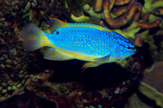 Chrysiptera taupou mâle adulte © Fréderic Fasquel