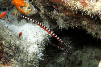 Doryrhamphus dactyliophorus couple adulte les oeufs orange vif sur le male sont pondu depuis moins de 3 jours © Frédéric Fasquel.jpg