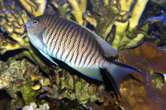 Genicanthus caudovittatus femelle en cours de transformation en mâle à l'Aquarium tropical © Fréderic Fasquel