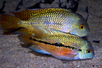 Hypsophrys nicaraguensis couple adulte avec la femelle devant © Frédéric Fasquel