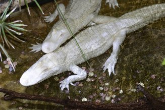 Alligators albinos Laury et Dundy 