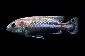 Melanochromis auratus male © Frédéric Fasquel