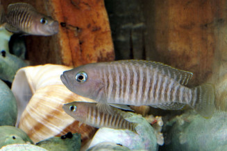 Neolamprologus multifasciatus male adulte avec une femelle adulte au dessous © Frédéric Fasquel