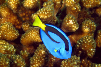 Paracanthus hepatus juvenile à l'abri dans le corail © Frédéric Fasquel