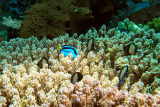 Paracanthus hepatus juvenile dans un Acropora en compagnie de demoiselles Dascyllus carneus © Frédéric Fasquel