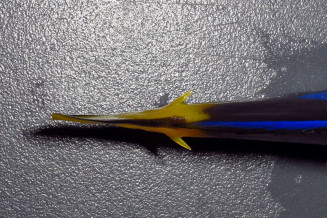 Paracanthus hepatus scalpels