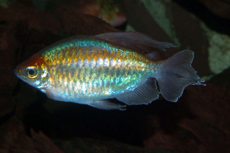 Phenacogrammus interruptus mâle adulte © Fréderic Fasquel