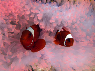 poissons_clowns_dans_une_anemone_ayant_evacuee_sles_zooxantelles_blanchissement_photo_frederic_fasquel.jpg