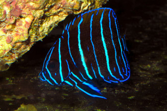 Pomacanthus navarchus juvenile avec dorsale à peine colorée © Frédéric Fasquel