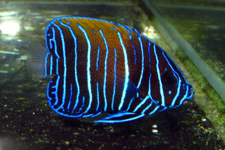 pomacanthus_navarchus_juvenile_