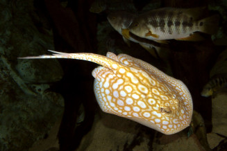 Potamotrygon jabuti albinos sub adulte © Frédéric Fasquel.jpg