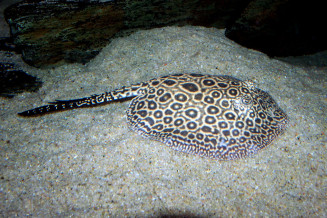 Potamotrygon jabuti jeune née à l'aquarium, agée de 1 an, soeur de la raie albinos ci-dessus © Fréderic Fasquel