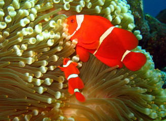 premnas_biaculeatus_en_couple_la_femelle_est_beaucoup_plus_grosse_que_le_male_photo_ff_.jpg