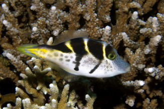 Paraluteres prionurus très ressemblant avec Canthigaster valentini © Fréderic Fasquel